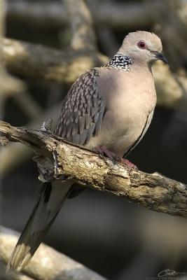 Streptopelia chinensis Spotted Dove