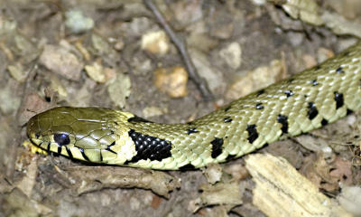 Natrix natrix  Grass Snake