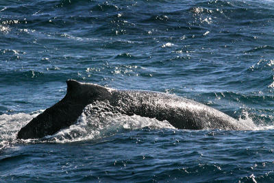 Cetacea ( Whales, Dolphins & Porpoises)