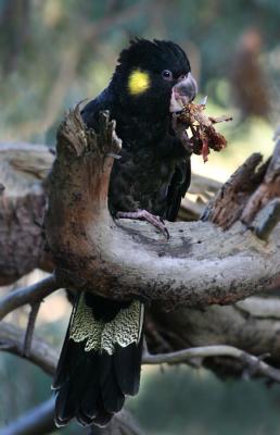Calyptorhynchus funereus Yellow-tailed Black Cockatoo
