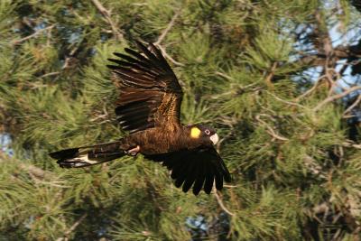 Calyptorhynchus funereus Yellow-tailed Black Cockatoo