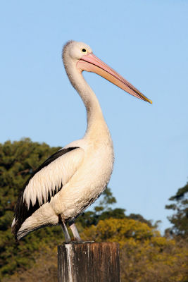 Pelecanus conspicillatus Australian Pelican