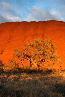 Tree at Uluru