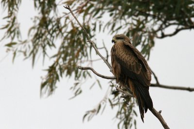  Milvus migrans Black Kite