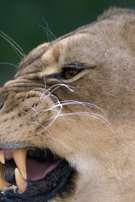 lionesss.jpg
