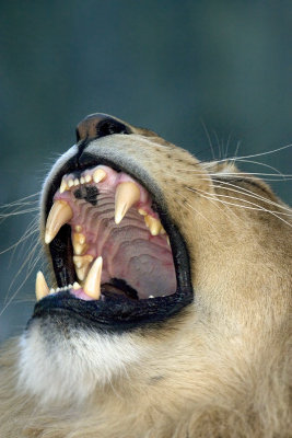 lionessyawn.jpg