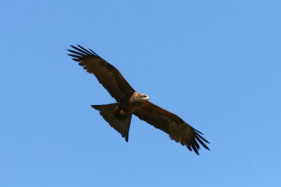  Milvus migrans Black Kite