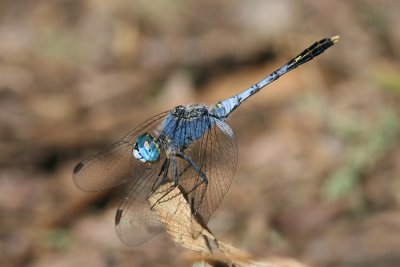 <i>Diplacodes trivialis</i><br>Chalky Percher [male]