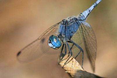 Diplacodes trivialisChalky Percher [male]