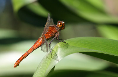 Unidentified Dragonfly