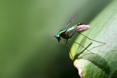 SciapodinaeLong-legged Fly