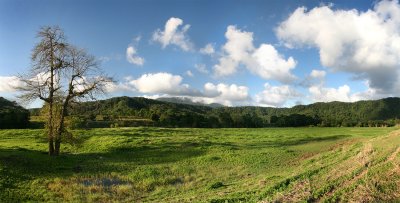 Daintree