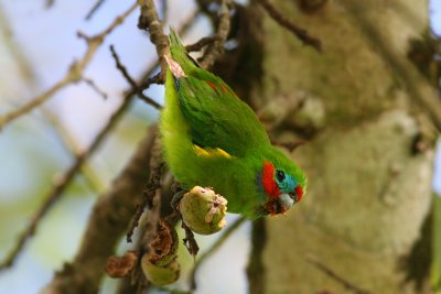 Cyclopsitta diophthalmaDouble-eyed Fig Parrot