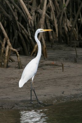 Casmerodius albusGreat Egret