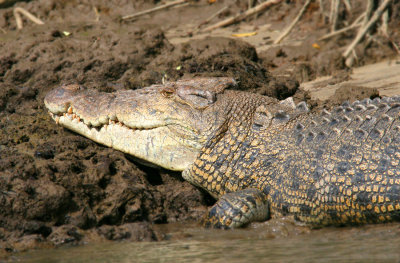 Crocodylus porosusEstuarine Crocodile