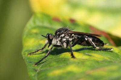 Unidentified Robber Fly