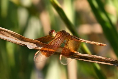 Neurothemis stigmatizans