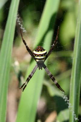 Argiope keyserlingiSt Andrew's Cross