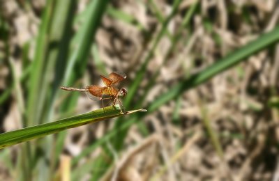 Neurothemis stigmatizans [Male]