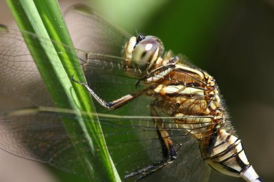 Orthetrum sabina