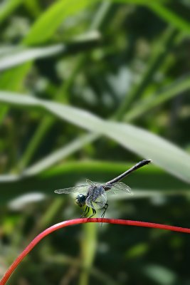 Unidentified Dragonfly