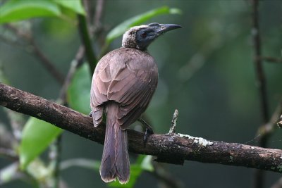 Philemon buceroidesHelmeted Friarbird