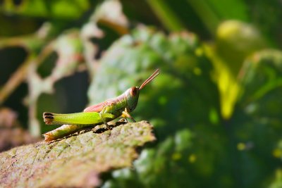 Unidentified Grasshopper
