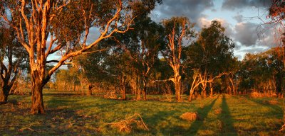 Trees by Evening Light