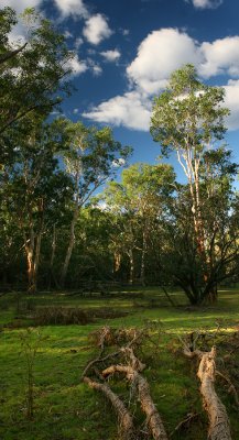 Kakadu forest