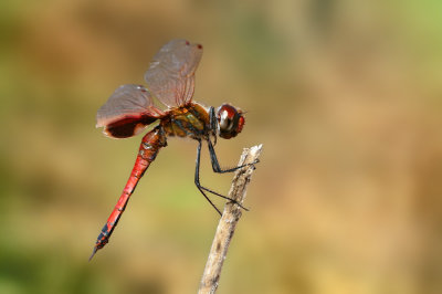 Trapezostigma loewiiCommon Percher