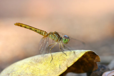 Unidentified Dragonfly