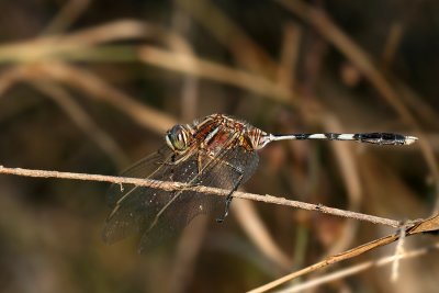 Unidentified Dragonfly