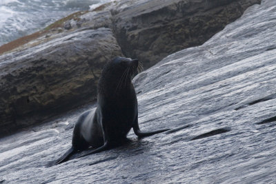 Arctocephalus fosteriNew Zealand Fur Seal