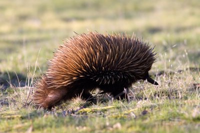 Tachyglossus aculeatus Short-beaked Echidna