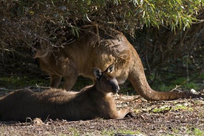 M. fuliginosusKangaroo Island Kangaroo