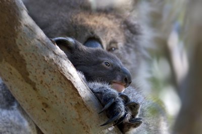 <i>Phascolarctos cinereus</i> <br>Koala