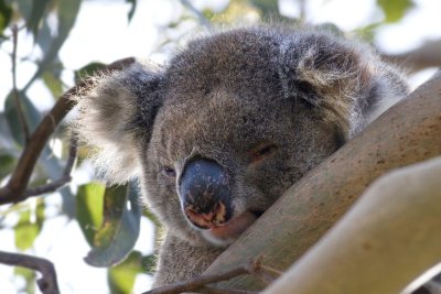 Phascolarctos cinereus Koala