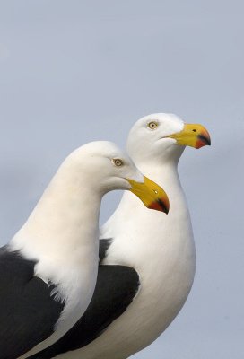 Larus pacificus Pacific Gull