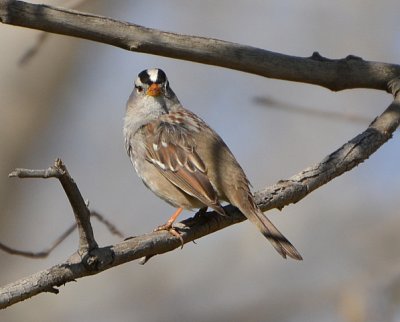 White Crowned Sparrow - Nikon D3100.jpg