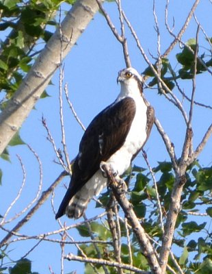 Osprey - Nikon D3100.jpg