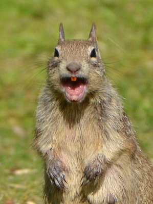 Squirrel with Attitude - Nikon D3100.jpg