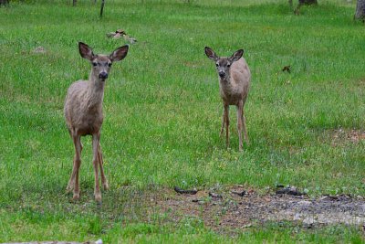 Deer at The Ranch - Nikon D3100.jpg