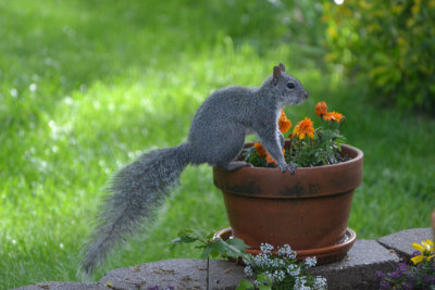 Gray Squirrel at Ranch - Nikon D3100.jpg