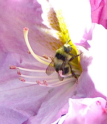 Pollination - Nikon D3100.jpg