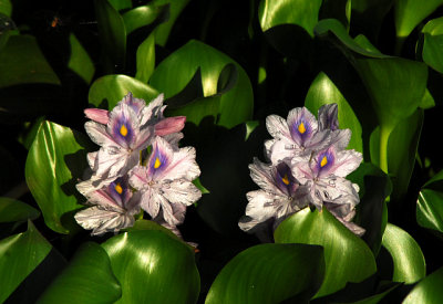Water Lilies- Nikon D3100.jpg