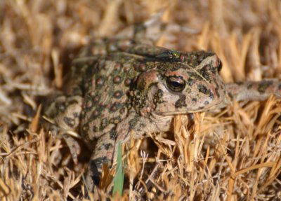 Toad - Nikon D3100.jpg