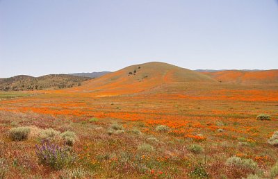 Antelope Valley Poppy Field in Calif - KMinolts A200.jpg