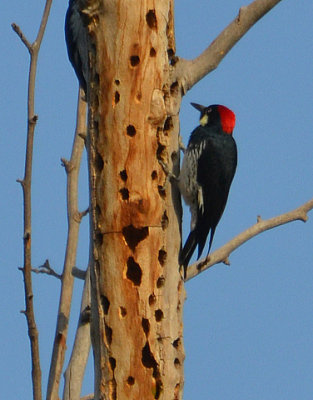 Acorn Woodpecker - Nikon D3100.jpg