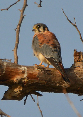 American Kestrel or Sparrow Hawk - Nikon D3100.jpg