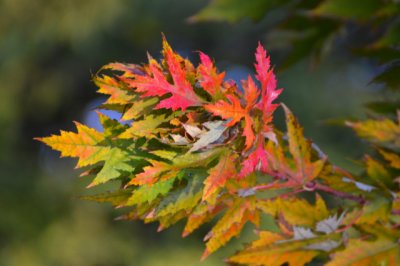 Fall Color - Nikon D3100.jpg